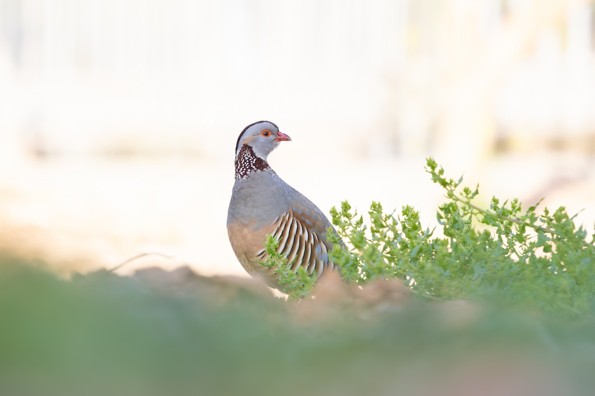 Barbary Partridge - ML638592282