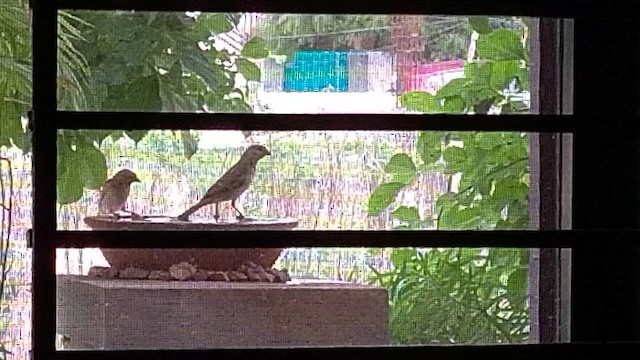 家麻雀 - ML638592307