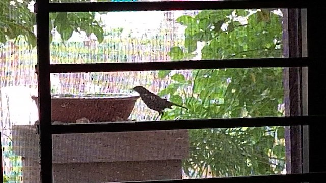 Indian Robin - ML638592315