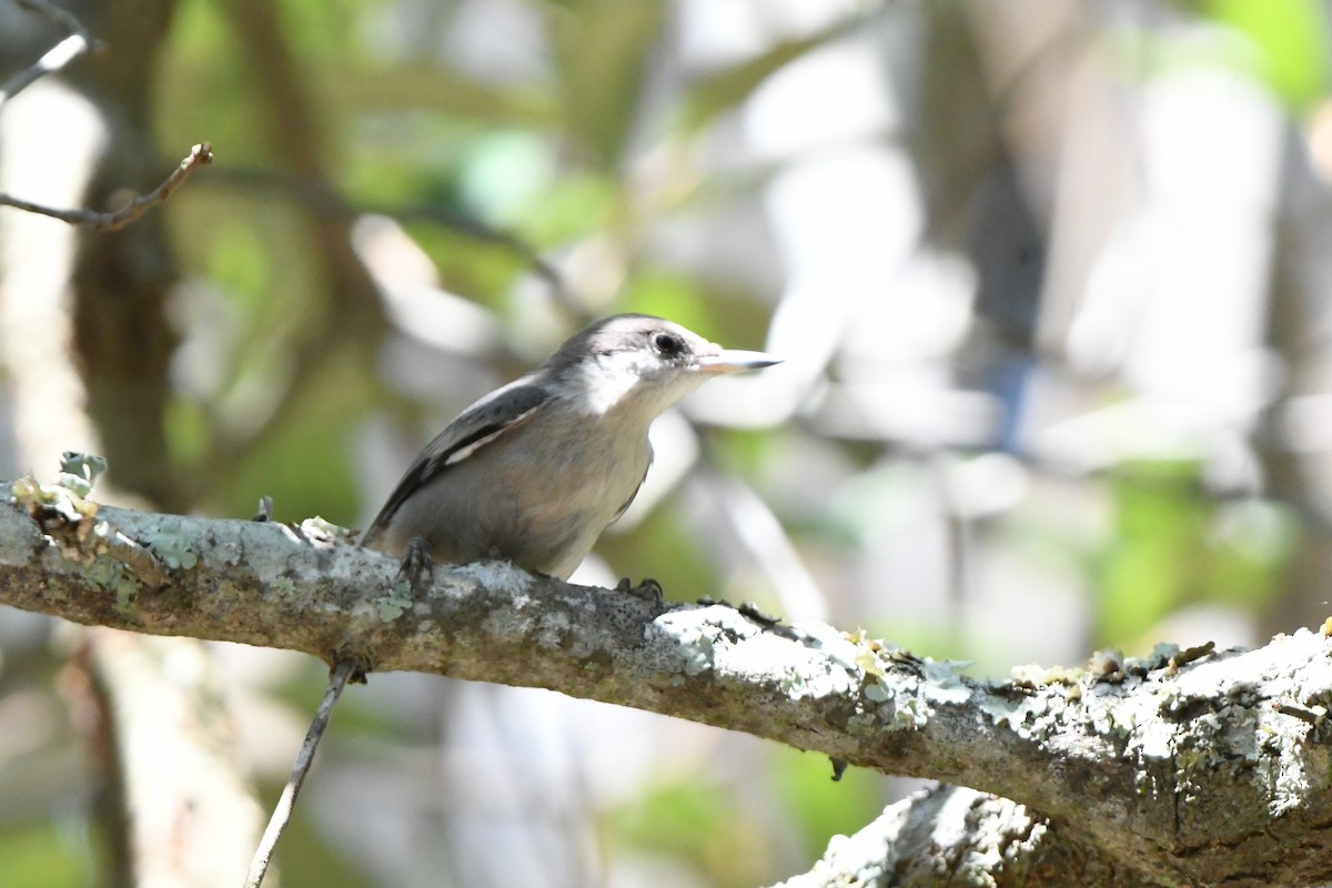 Brown-headed Nuthatch - ML638592327