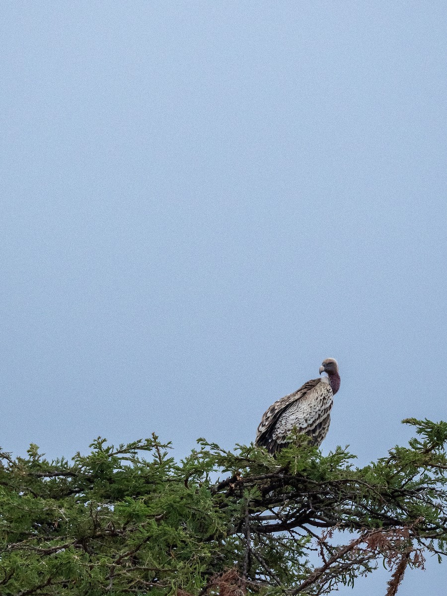 Rüppell's Griffon - ML638592357