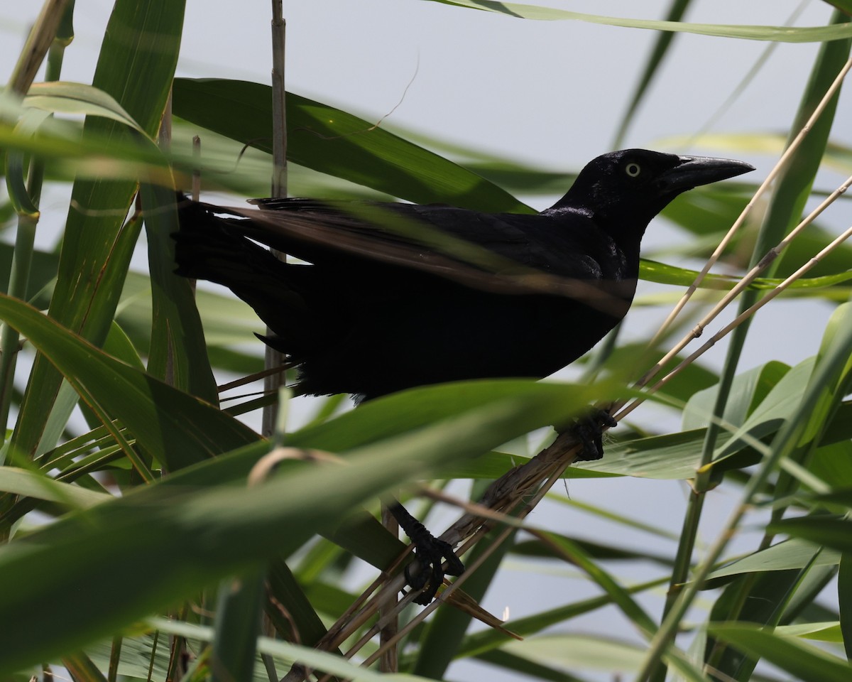 Great-tailed Grackle - ML638592359