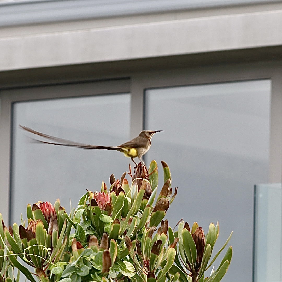 Cape Sugarbird - ML638592382
