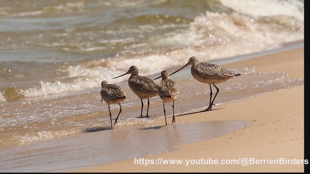Marbled Godwit - ML638592383