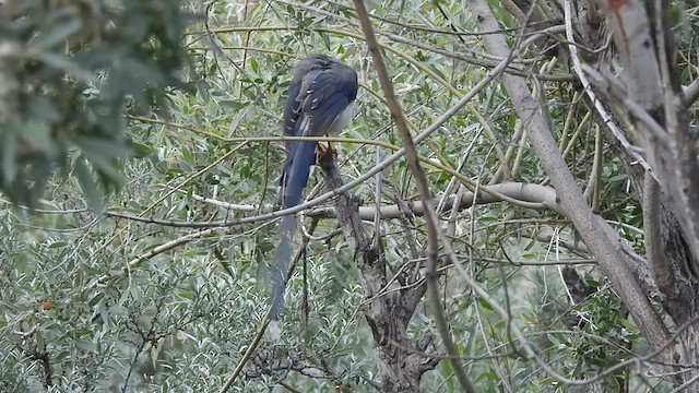 Yellow-billed Blue-Magpie - ML638592394