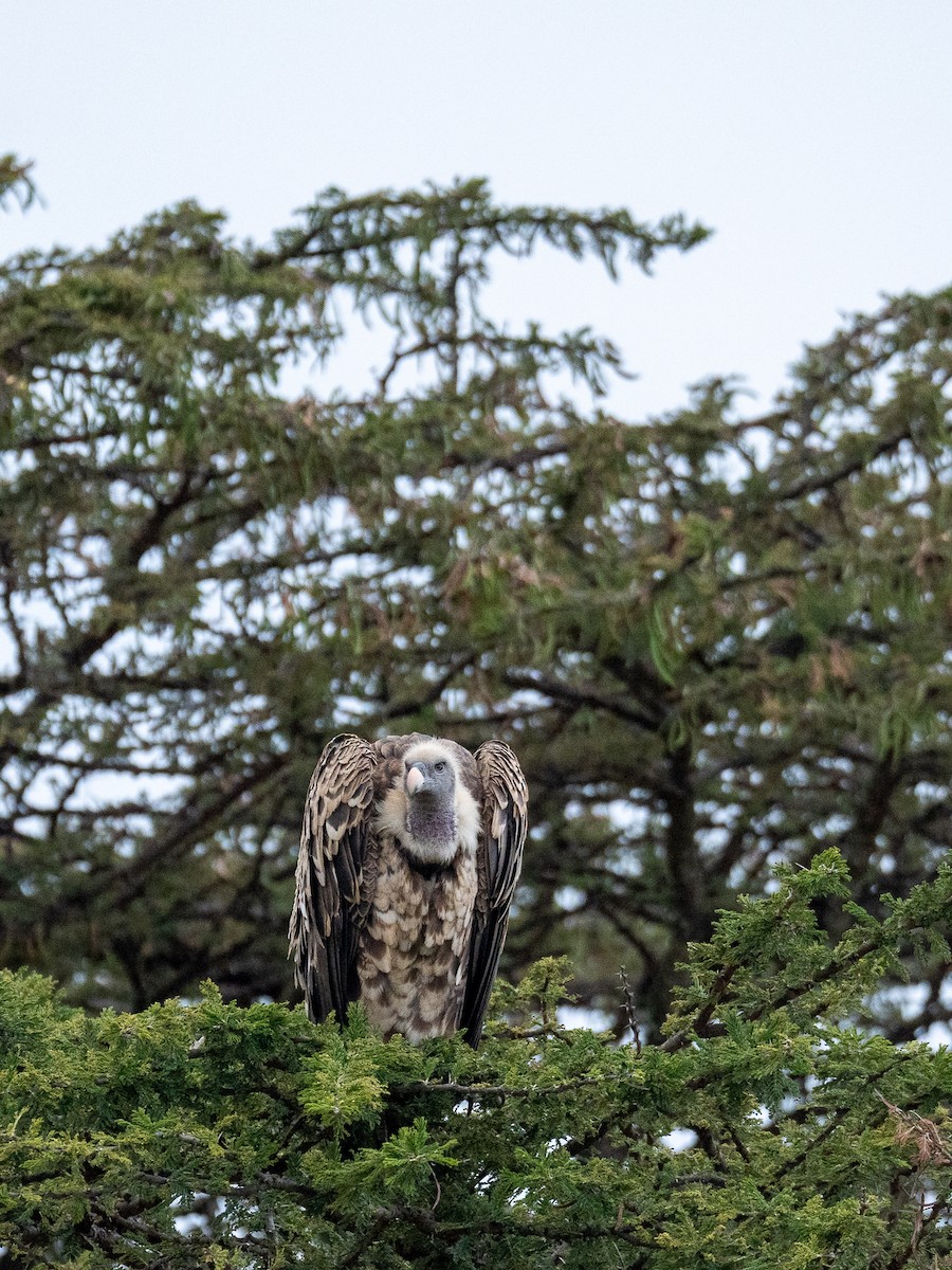 Rüppell's Griffon - ML638592418