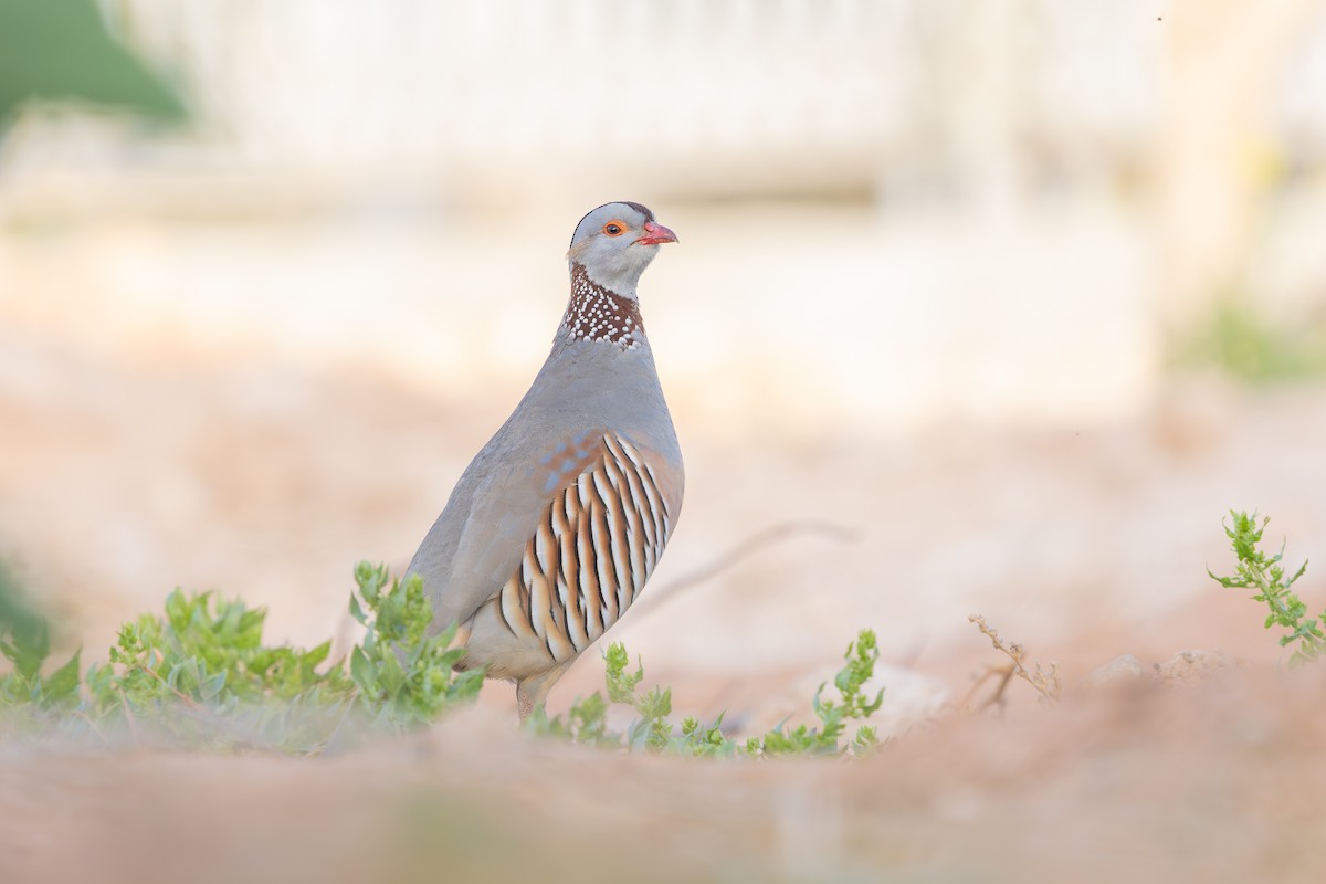 Barbary Partridge - ML638592443