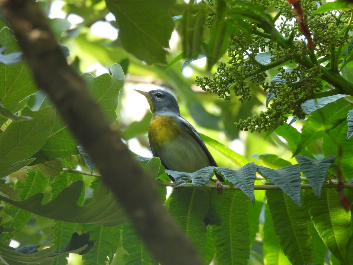 Northern Parula - ML638592466