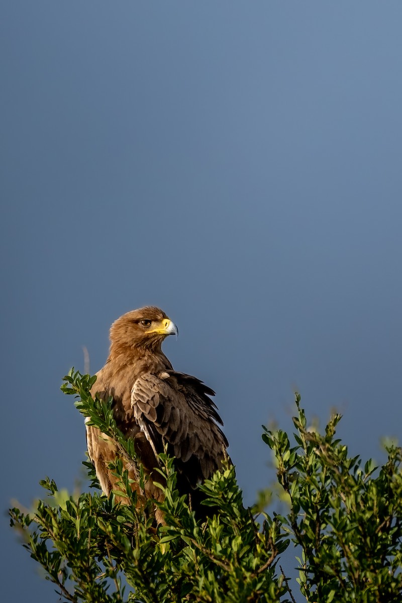 Tawny Eagle - ML638592472