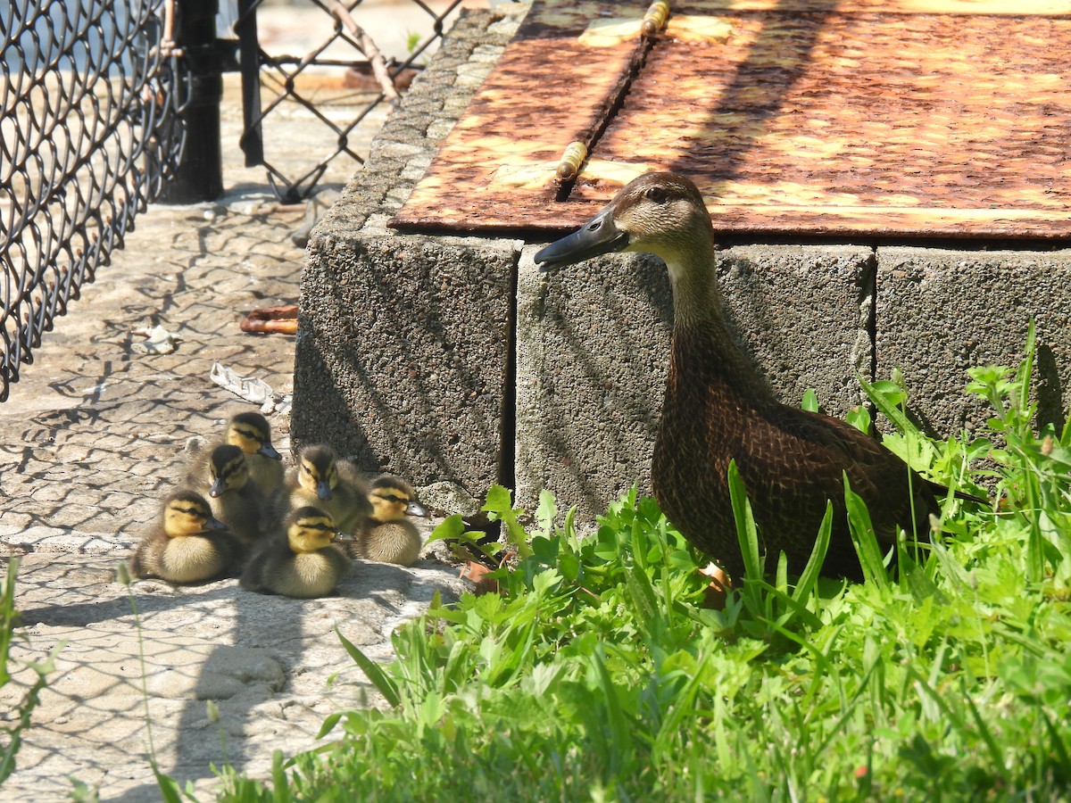 American Black Duck - ML638592481