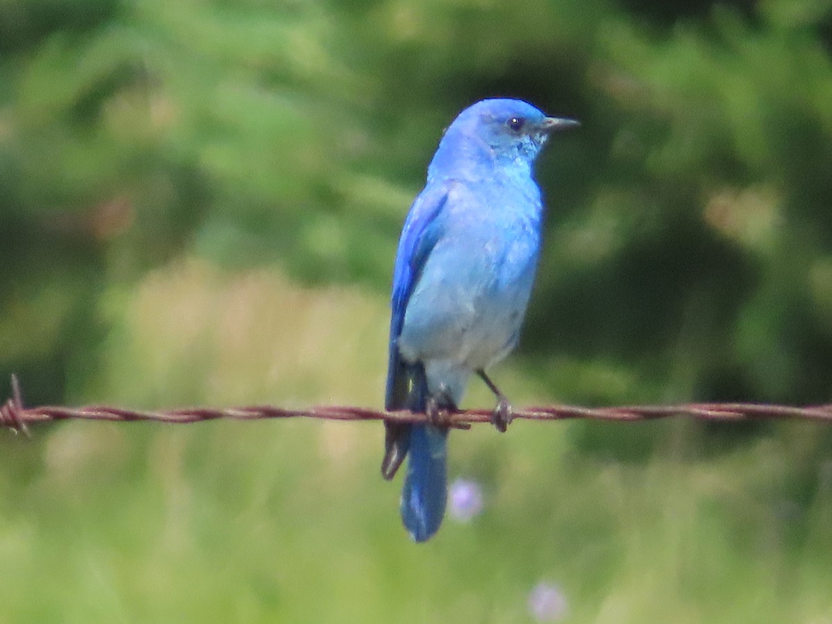 Mountain Bluebird - ML638592482