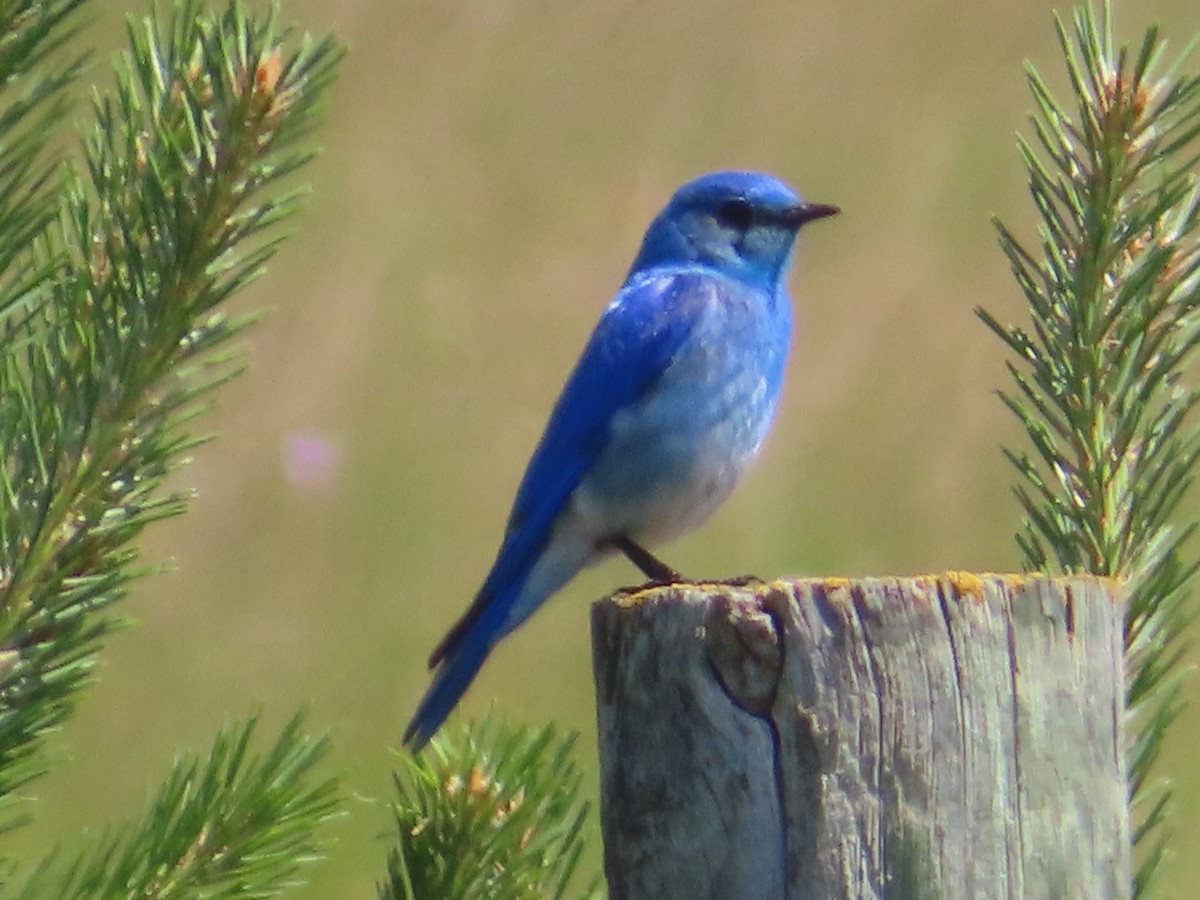 Mountain Bluebird - ML638592499