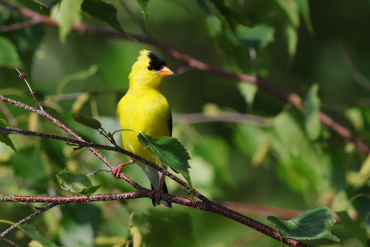 gulstillits - ML638592507