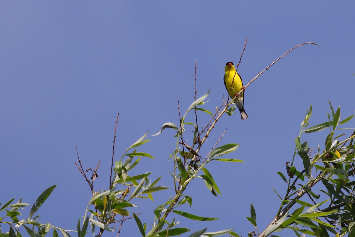 gulstillits - ML638592508