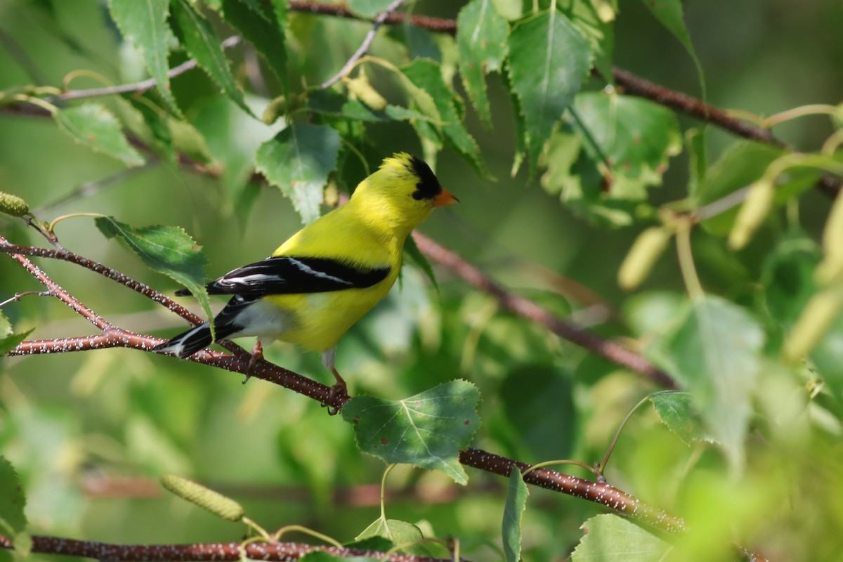 gulstillits - ML638592510
