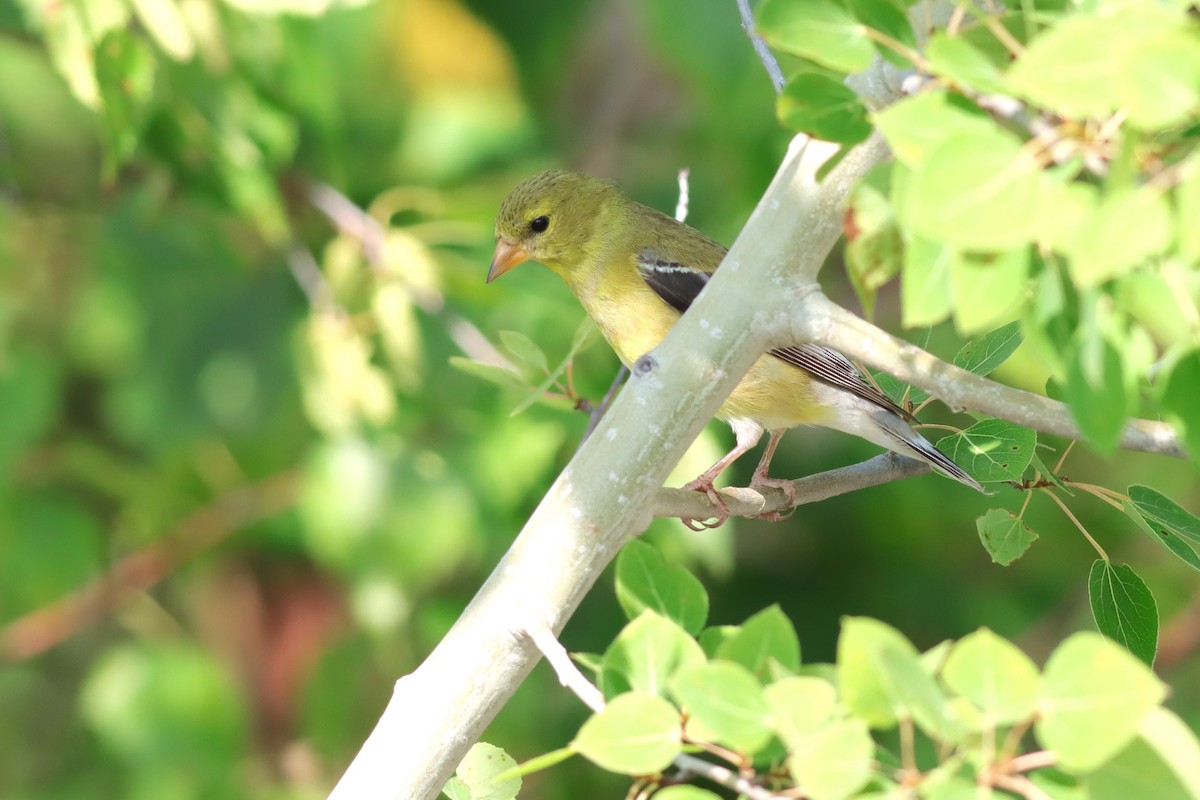 gulstillits - ML638592511