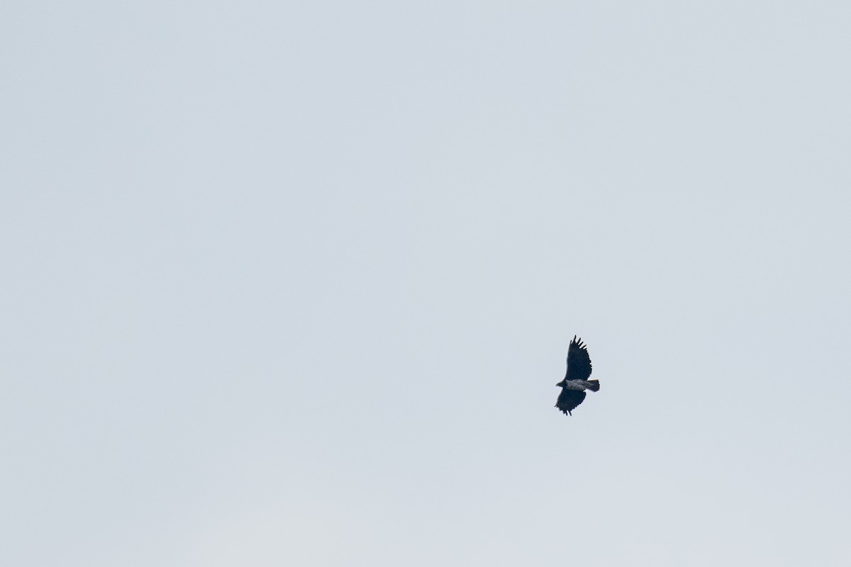 Martial Eagle - ML638592512