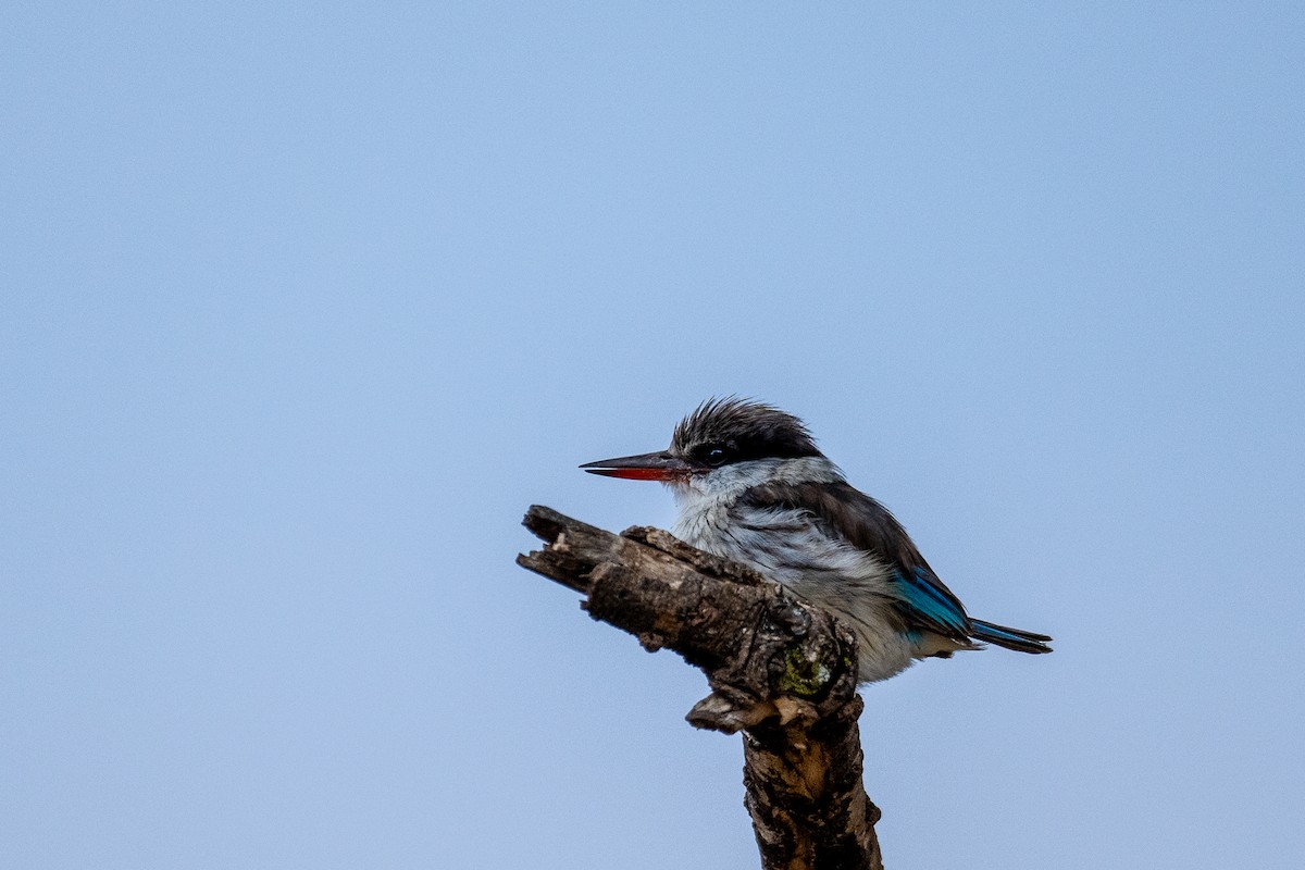 Striped Kingfisher - ML638592516
