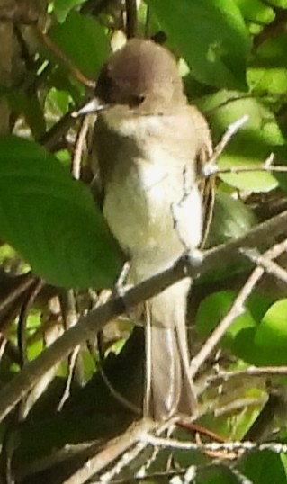 Eastern Phoebe - ML638592517