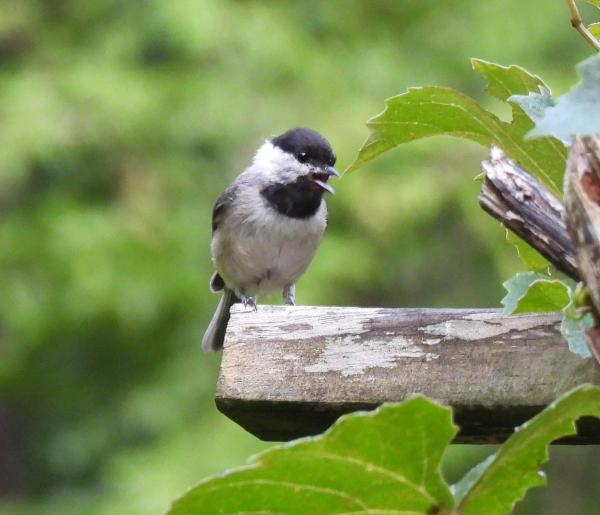 Carolina Chickadee - ML638592527