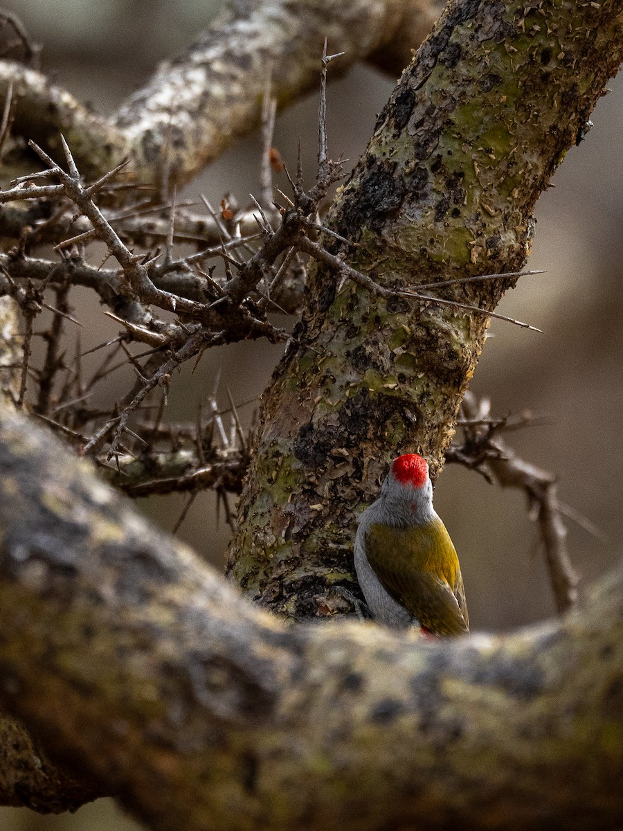 Mountain Gray Woodpecker - ML638592531