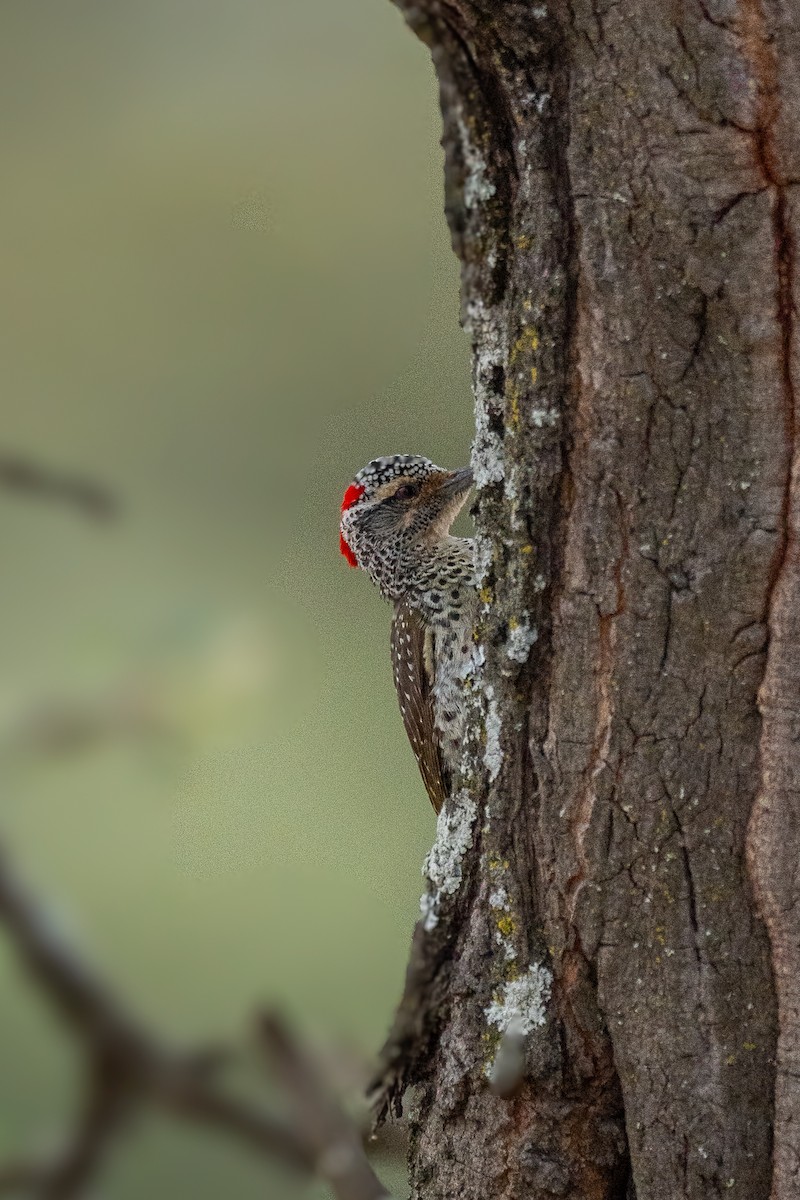Nubian Woodpecker - ML638592541