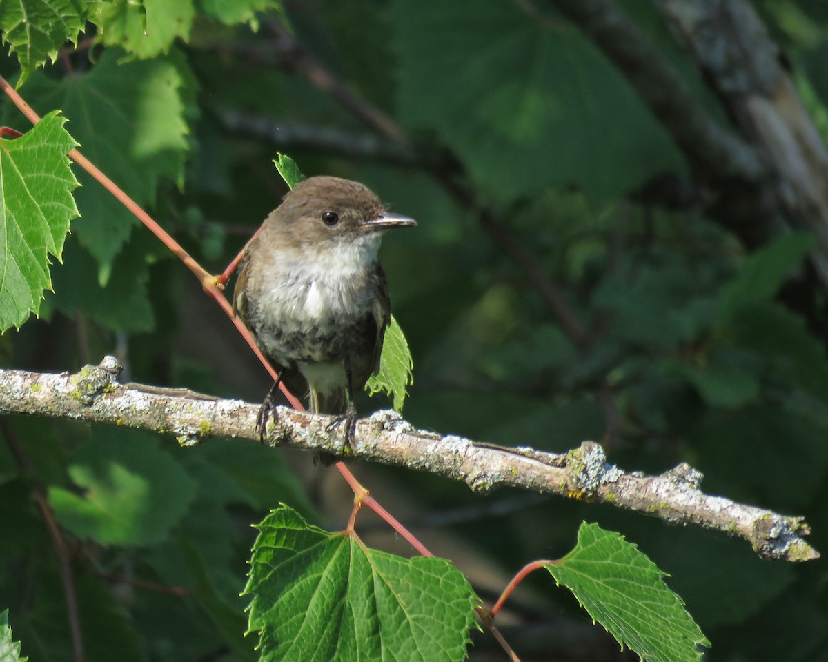 Eastern Phoebe - ML638592542