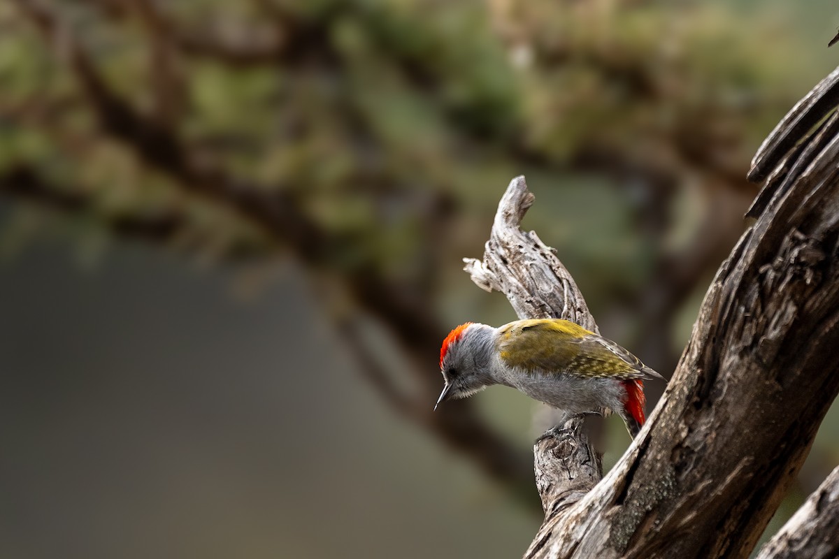 Mountain Gray Woodpecker - ML638592555