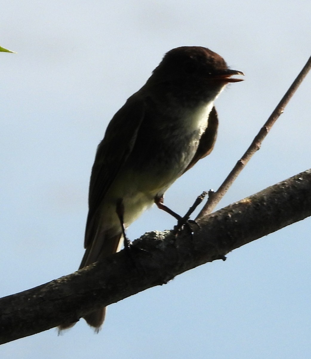 Eastern Phoebe - ML638592565