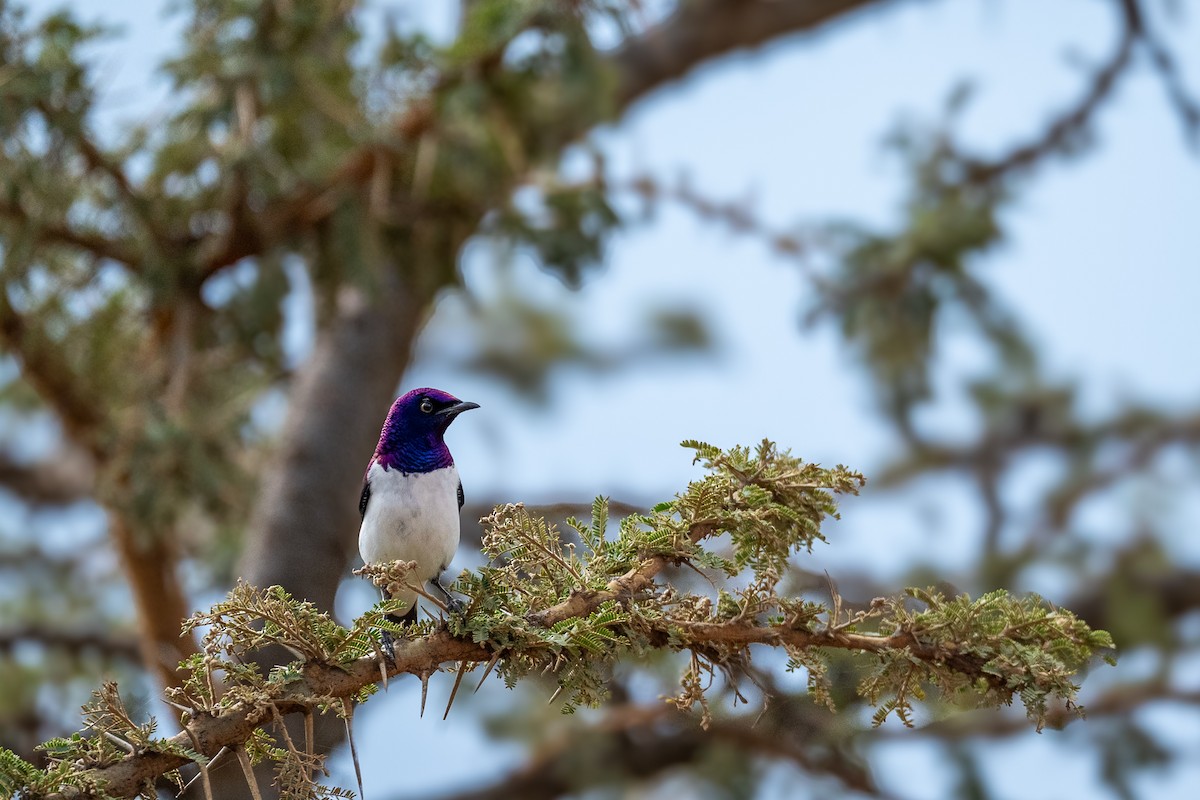 Violet-backed Starling - ML638592568