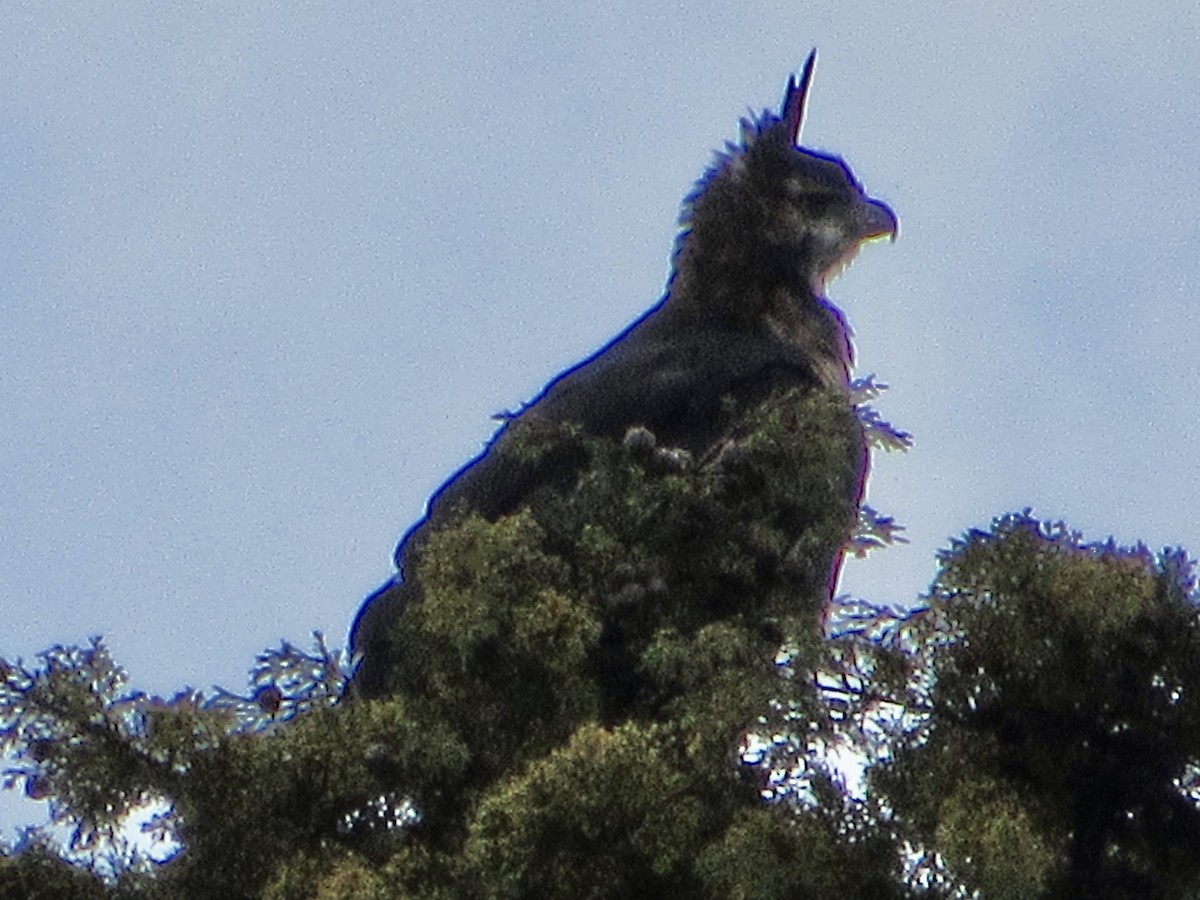 Black-and-chestnut Eagle - ML638592569