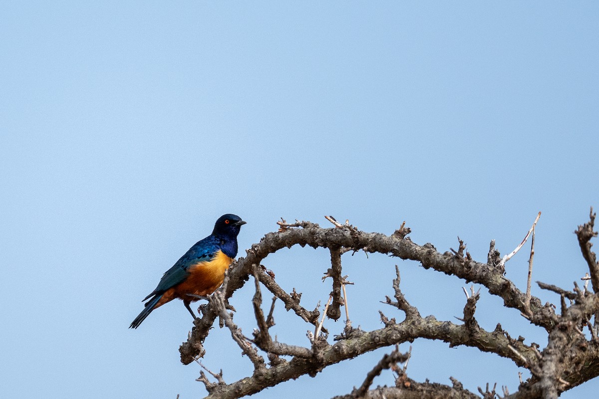 Hildebrandt's Starling - ML638592573
