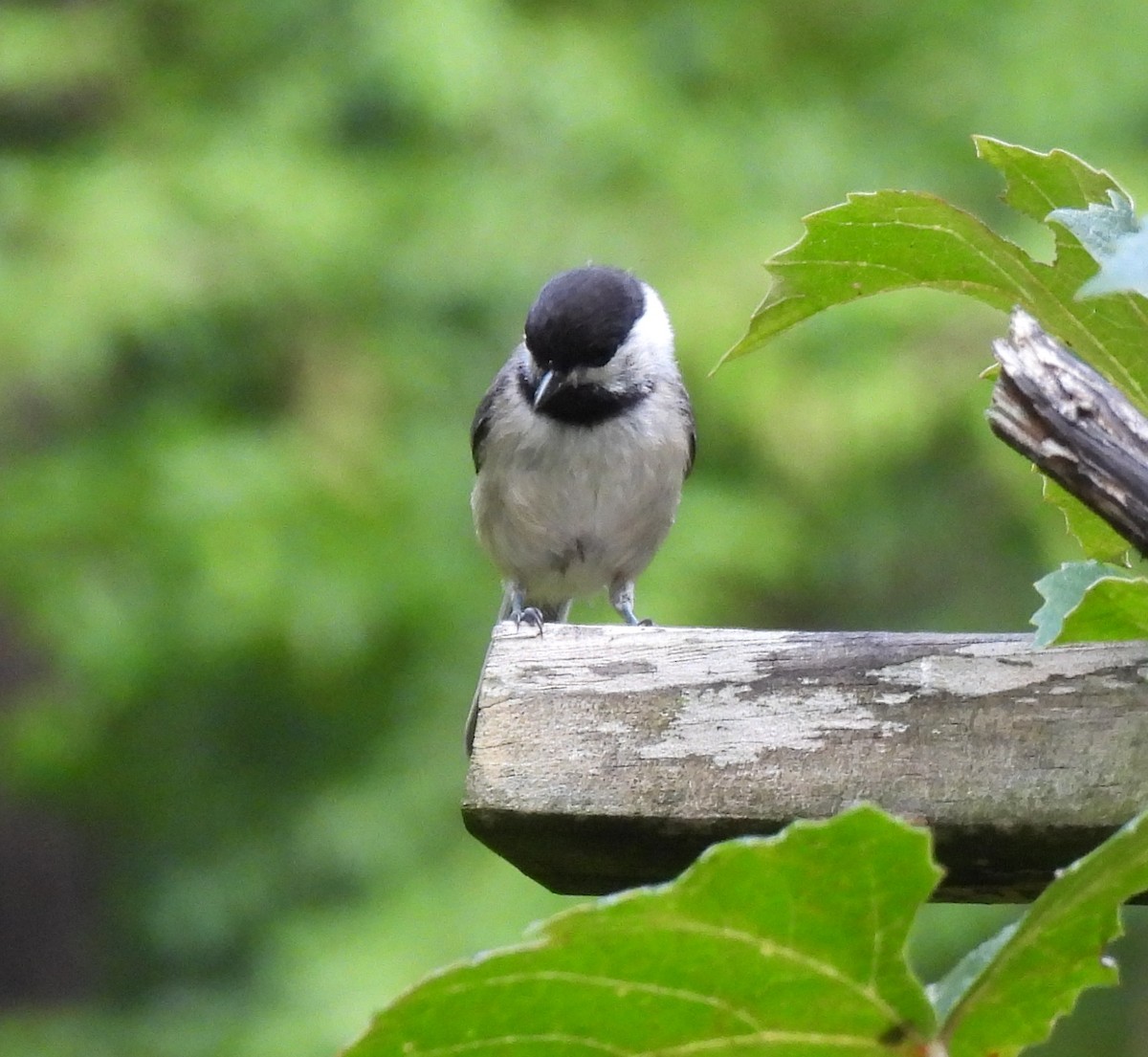 Carolina Chickadee - ML638592576