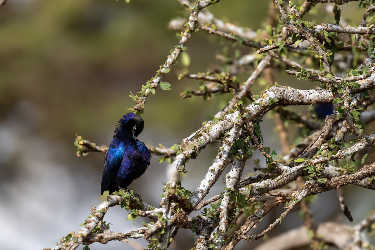Rüppell's Starling - ML638592578