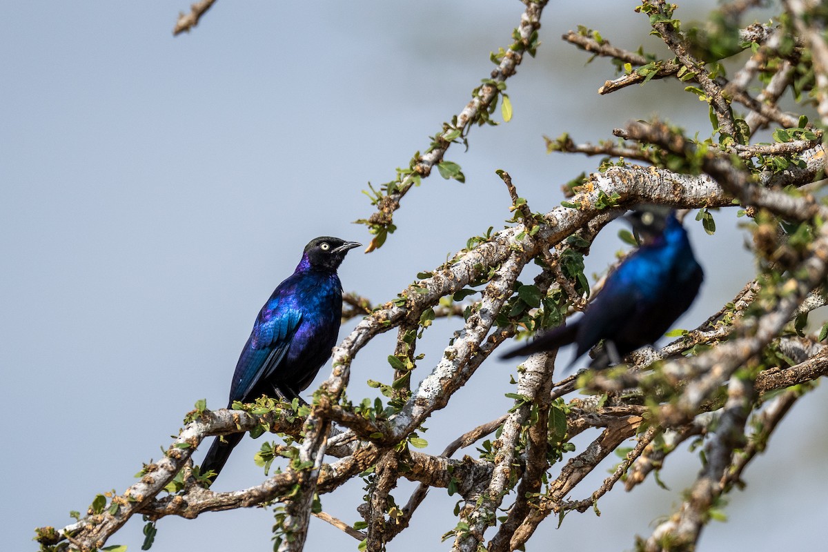 Rüppell's Starling - ML638592579