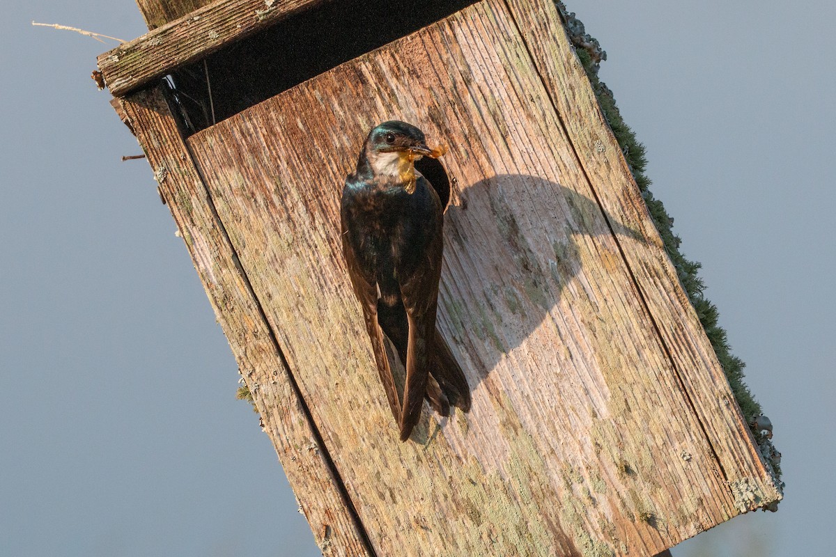 Tree Swallow - ML638592584