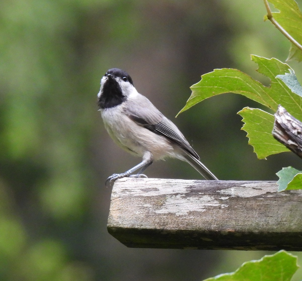 Carolina Chickadee - ML638592611
