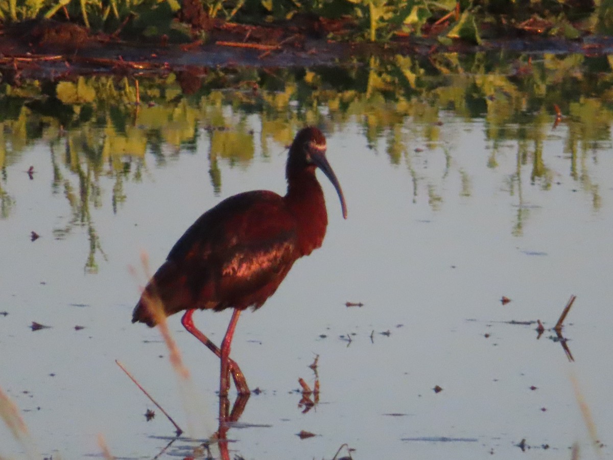 White-faced Ibis - ML638592613