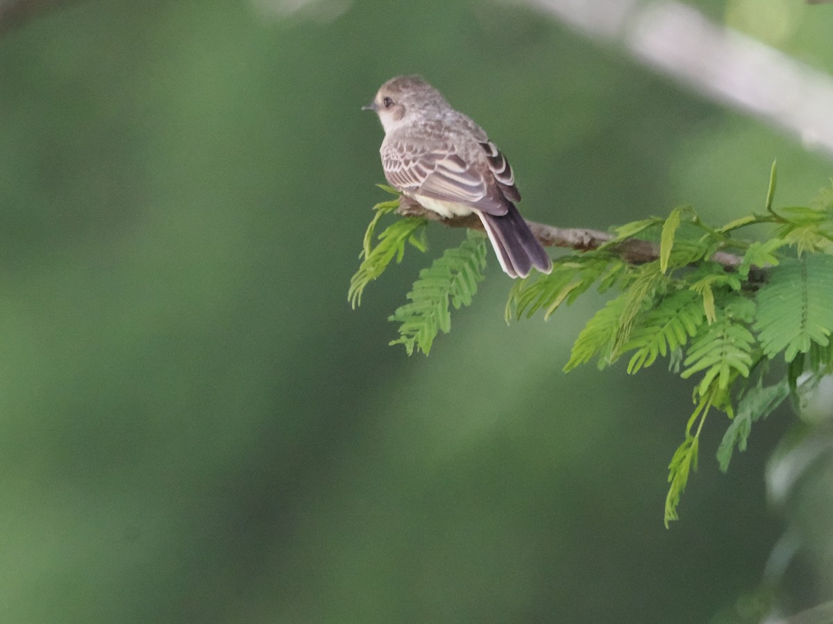 Vermilion Flycatcher (Northern) - ML638592616