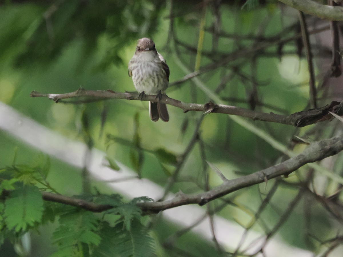 Vermilion Flycatcher (Northern) - ML638592617