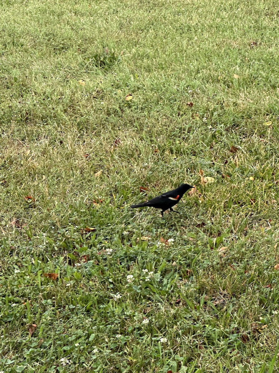 Carouge à épaulettes - ML638592619