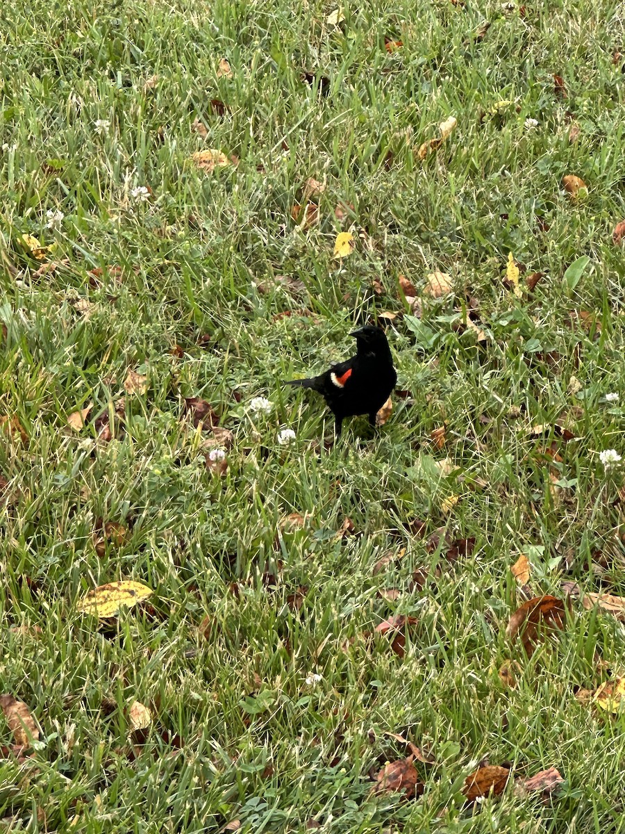 Carouge à épaulettes - ML638592620