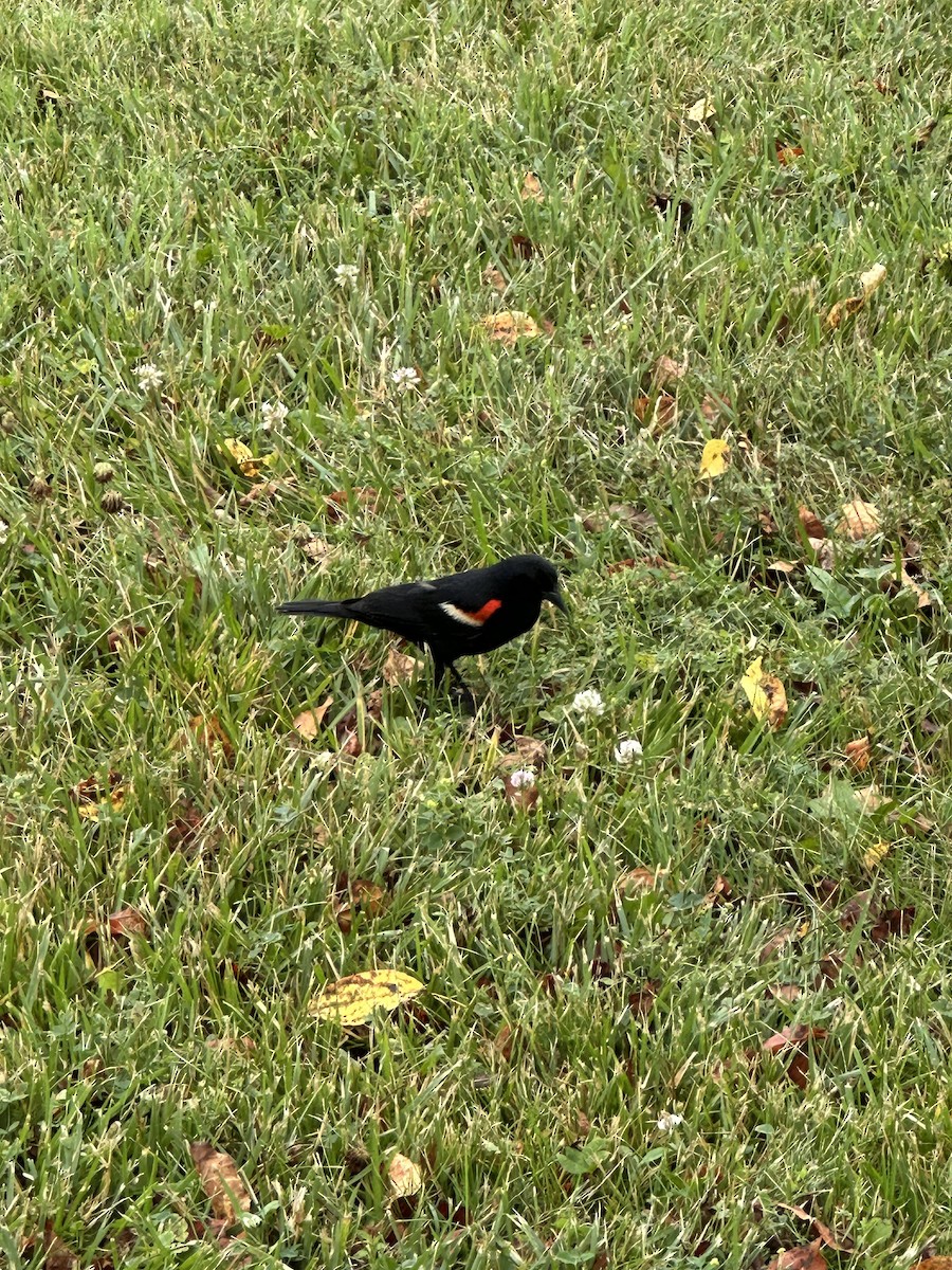 Carouge à épaulettes - ML638592621