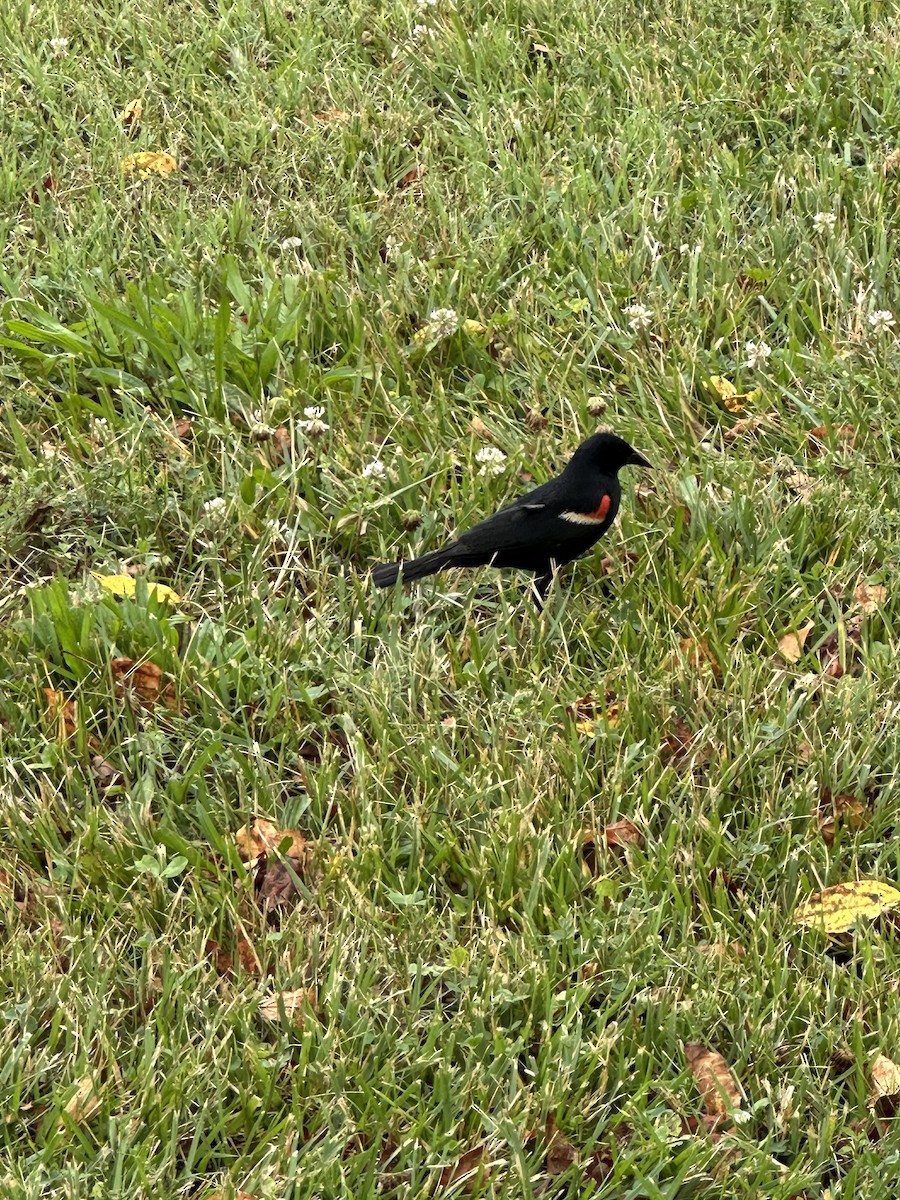 Carouge à épaulettes - ML638592622