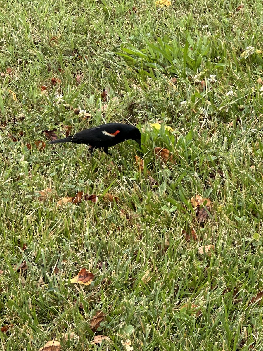 Carouge à épaulettes - ML638592623