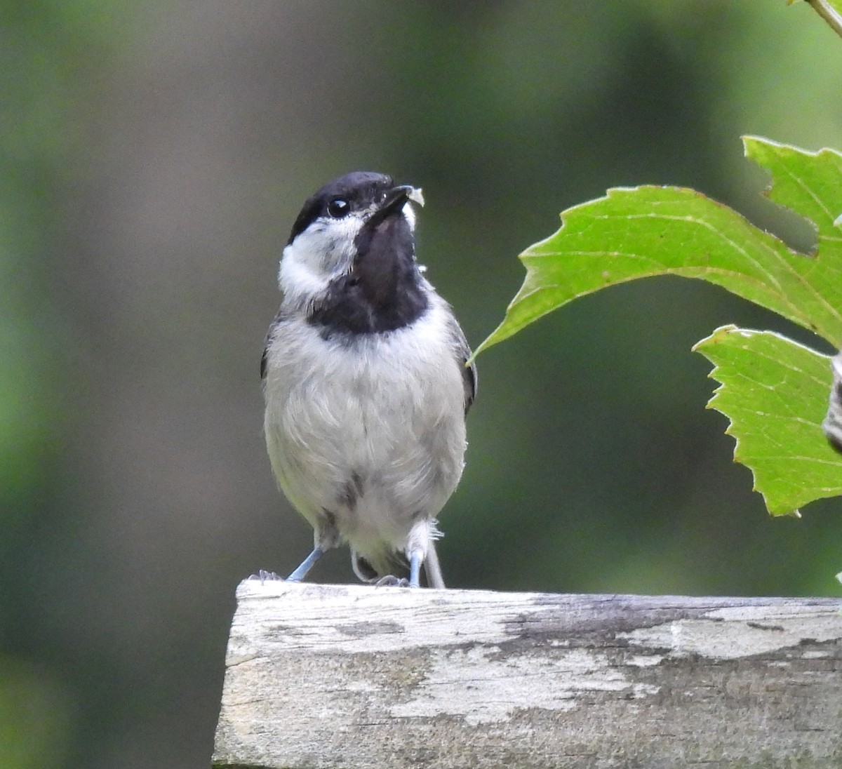 Carolina Chickadee - ML638592629