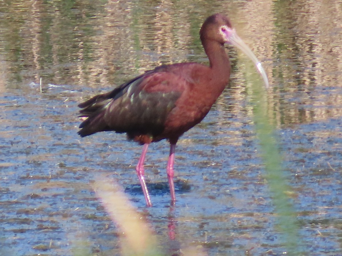 White-faced Ibis - ML638592637