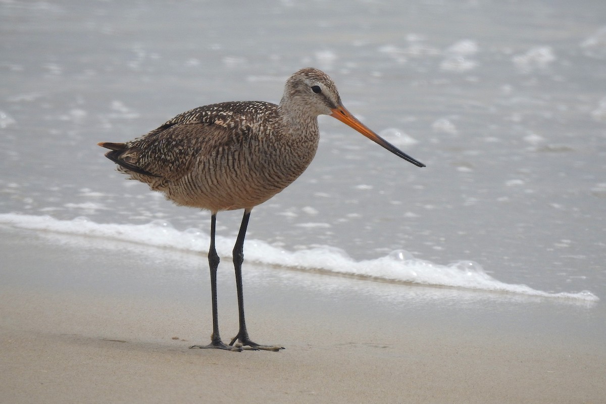 Barge marbrée - ML638592650