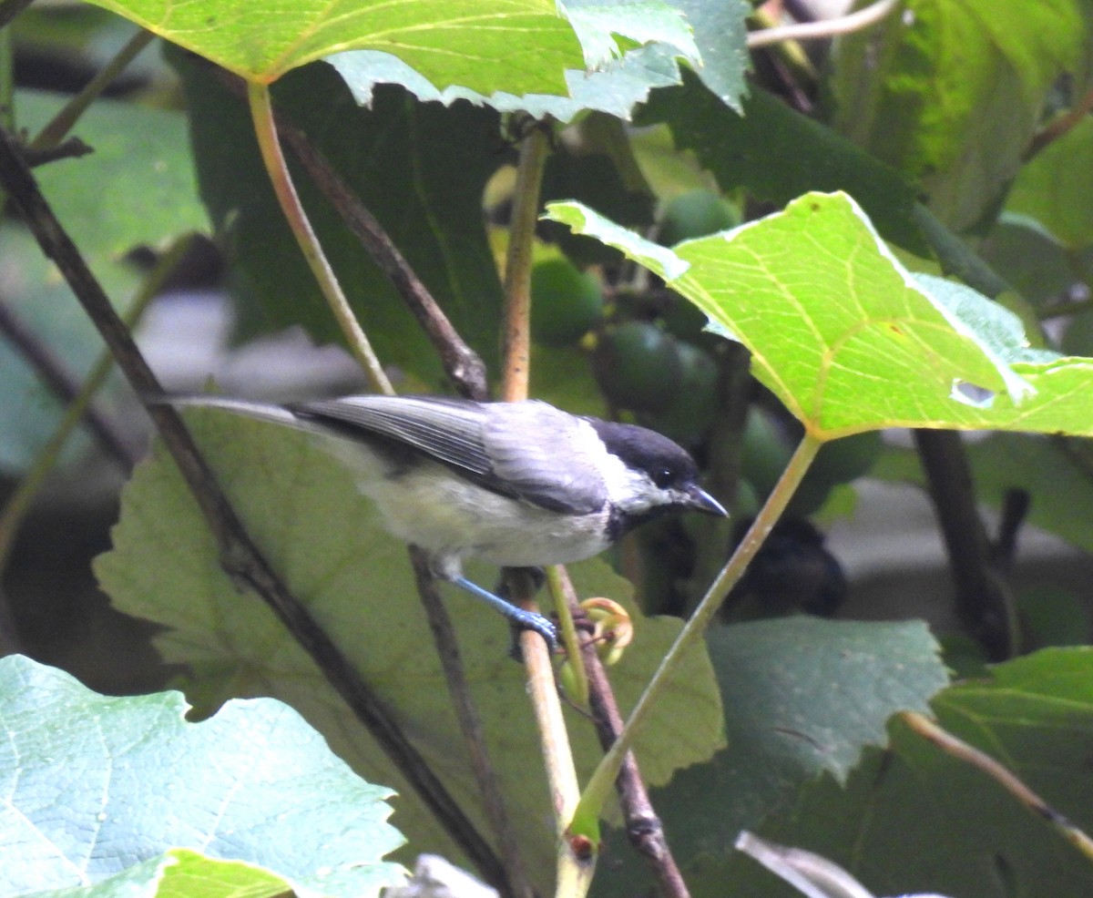 Carolina Chickadee - ML638592659