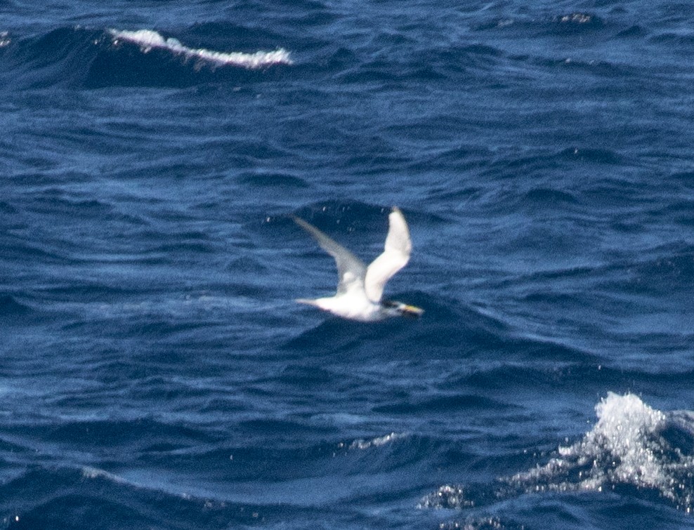 Sterne huppée - ML638592670